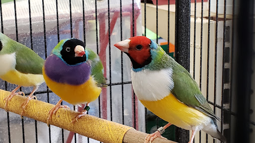 Pet Store «Discount Pets & Supplies», reviews and photos, 211 Hancock Bridge Pkwy, Cape Coral, FL 33990, USA