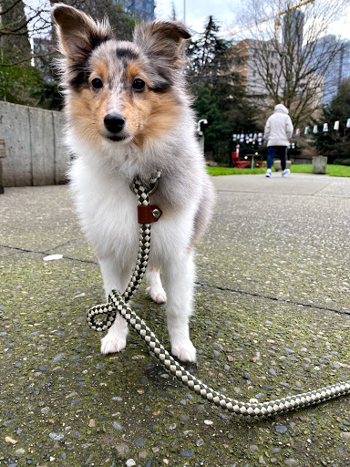 Park «Freeway Park - Jim Ellis Freeway Park», reviews and photos, 700 Seneca St, Seattle, WA 98101, USA