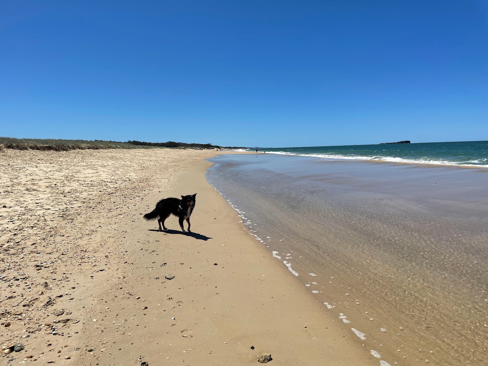 Mudjimba Dog Beach的照片 具有非常干净级别的清洁度