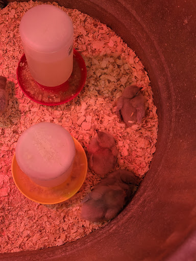 Animal Feed Store «Lomita Feed Store», reviews and photos, 24403 Narbonne Ave, Lomita, CA 90717, USA