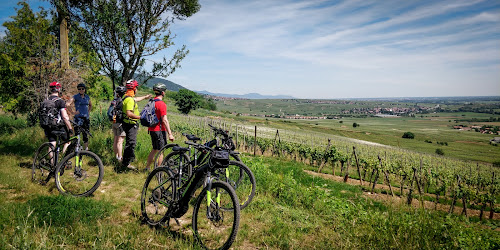 Vélo'vignes à Pfaffenheim
