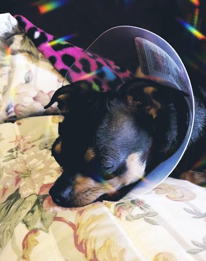 Pet Groomer «We Lov Pets», reviews and photos, 3853 Northpointe Dr, Zanesville, OH 43701, USA