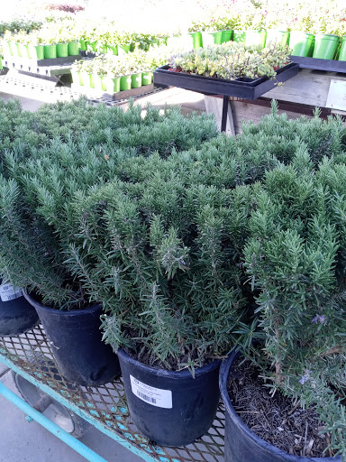 Terra Bella Nursery, Inc. image