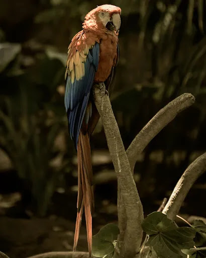 Zoo «Rainforest Pyramid», reviews and photos, 1 Hope Blvd, Galveston, TX 77554, USA