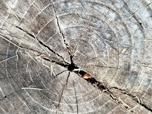 Nature Preserve «Lorrimer Sanctuary», reviews and photos, 790 Ewing Ave, Franklin Lakes, NJ 07417, USA