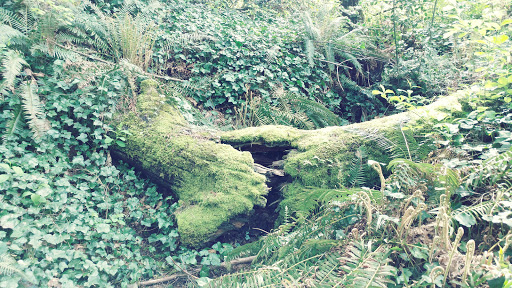 American Football Field «Doc Harris Stadium», reviews and photos, 1125 NE 22nd Ave, Camas, WA 98607, USA