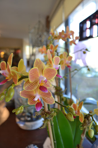 Florist «Dr Delphinium Flower & Orchid House», reviews and photos, 513 W Campbell Rd, Richardson, TX 75080, USA