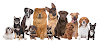 Eric & Jessies Professional Dog Grooming Logotyp, Gamston, Storbritannien, Husdjurstrim