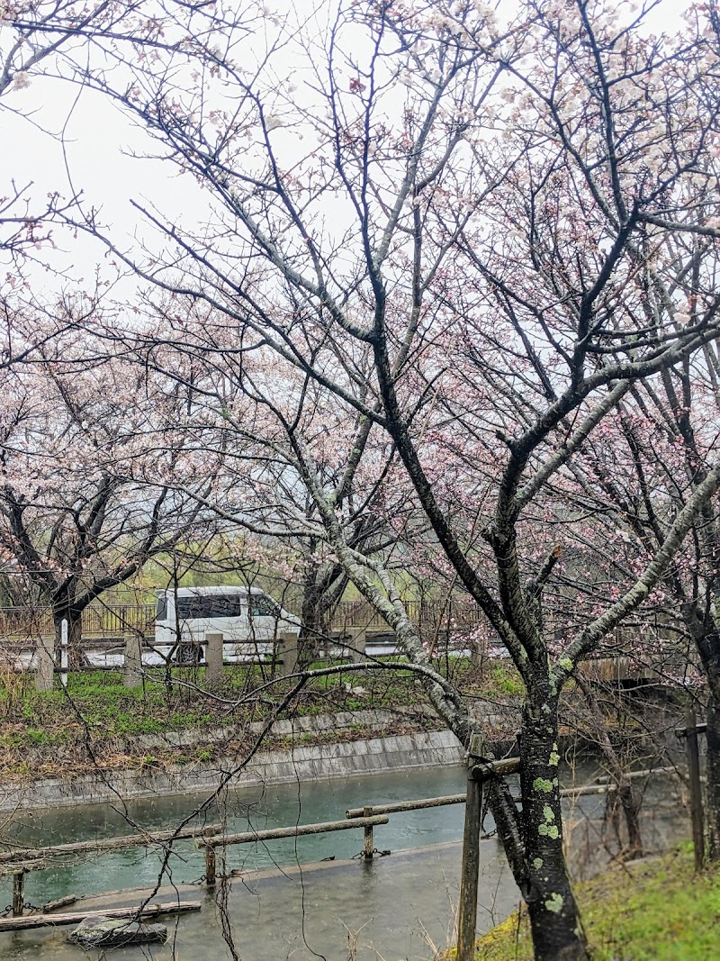 甲良町の水路と垂れ桜並木
