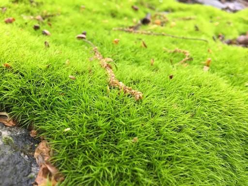 Nature Preserve «Eidolon Nature Preserve», reviews and photos, 2146 Orleans Rd, Great Cacapon, WV 25422, USA