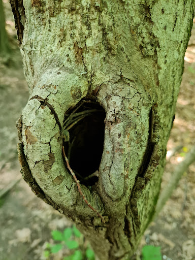 Nature Preserve «Thorn Creek Woods Nature Preserve», reviews and photos, 247 Monee Rd, Park Forest, IL 60466, USA