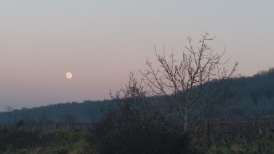 Les Champs de Thémis à Bouzeron