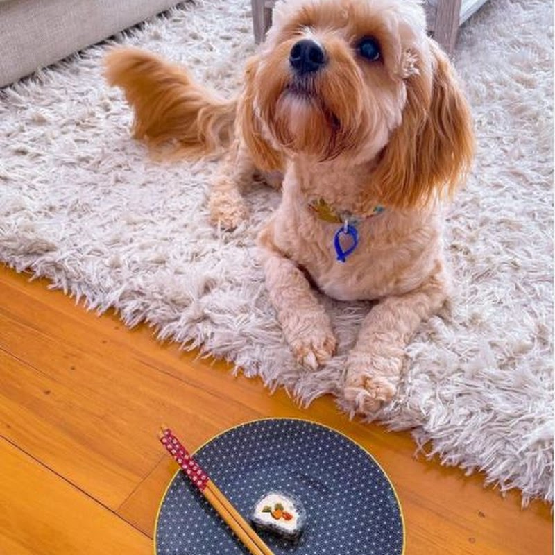 Dog on Restaurant