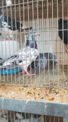 Animal Feed Store «Farmers Feed & Pet Supply», reviews and photos, 1302 E Miner Ave, Stockton, CA 95205, USA