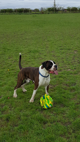 Bradlegh Dog Exercise Field - Warrington