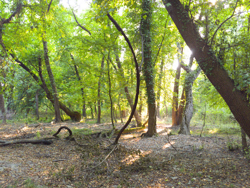 Köyceğiz Sığla Ormanı