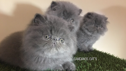 Cattery Candance Cats