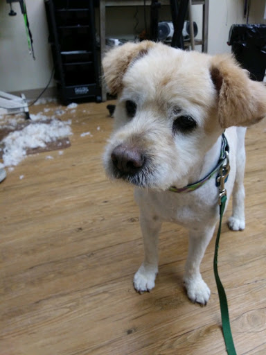 Pet Supply Store «EarthWise Pet Supply - Richardson», reviews and photos, 1310 W Campbell Rd #128, Richardson, TX 75080, USA