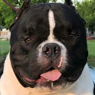 Animal Feed Store «Locke Hill Feed, Pet, & Lawn Supply», reviews and photos, 4927 Golden Quail #105, San Antonio, TX 78240, USA