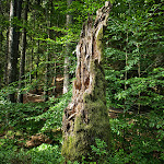 Photo n°5 de l'avis de h.e fait le 30/07/2020 à 18:43 sur le  Arberseehaus à Bayerisch Eisenstein