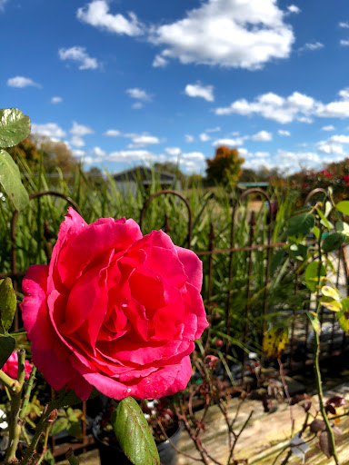 Plant Nursery «Martins Home & Garden», reviews and photos, 1020 NW Broad St, Murfreesboro, TN 37129, USA