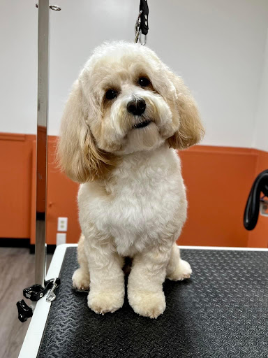 Sassy Paws Dog Grooming