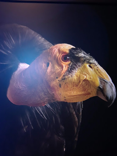 Art Museum «Bruce Museum», reviews and photos, 1 Museum Dr, Greenwich, CT 06830, USA