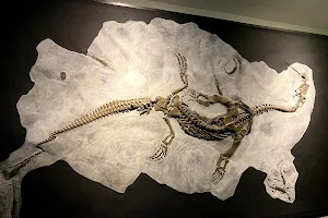 Museum of fossils from Monte San Giorgio image