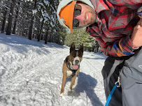 Earth Medicine Veterinary Acupuncture & Herbs - Photo 9 - Car repair in Talent, OR, Medford