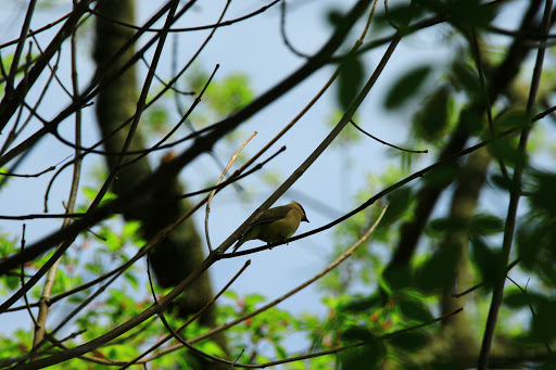 Park «Prospect Park Carousel», reviews and photos, 95 Prospect Park West, Brooklyn, NY 11225, USA