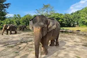 Feed the elephants image