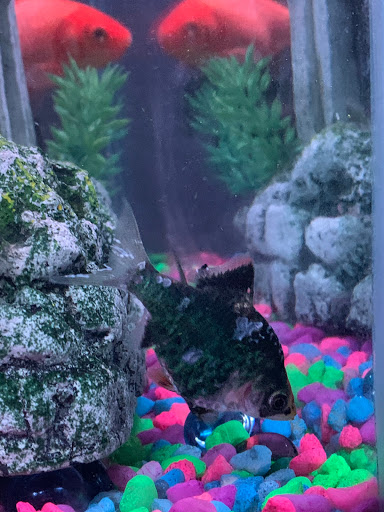 Pet Store «Southside Pet Shop», reviews and photos, 7031 Southside Dr, Louisville, KY 40214, USA