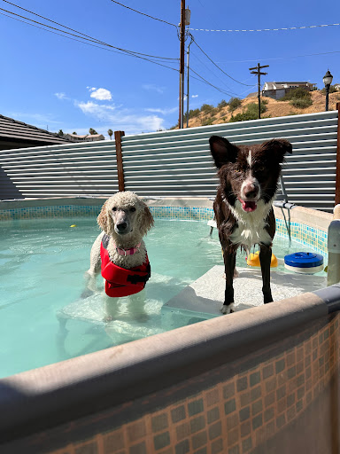 WOOF! Wellness Center & Training Academy