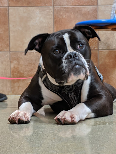 Pet Supply Store «PetSmart», reviews and photos, 160 Washington St #701, Rochester, NH 03839, USA