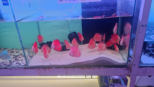 Top 2 cửa hàng cá kiểng Huyện A Lưới Thừa Thiên Huế 2022