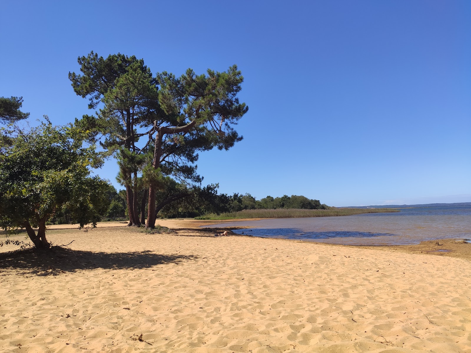 Fotografija Plage du lac de Sanguinet z ravna obala