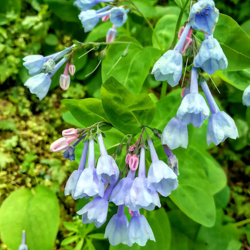 Park «Percy Warner Park», reviews and photos, 7311 Tennessee 100, Nashville, TN 37221, USA