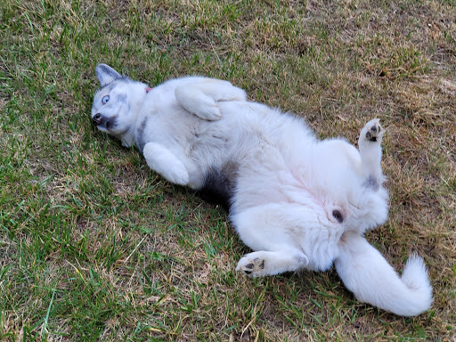 kirel·la - Vilassar de Mar