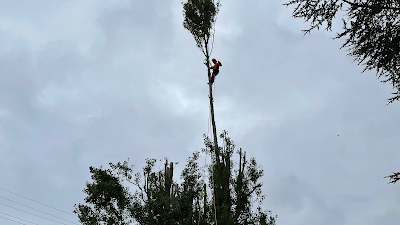 D’arbre en arbre à Propriano