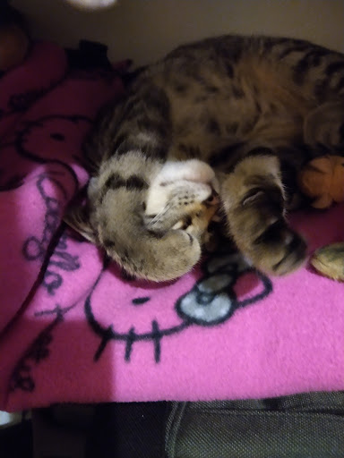 Pet Supply Store «Woodlands Pet Food & Treats», reviews and photos, 902 3rd St, San Rafael, CA 94901, USA