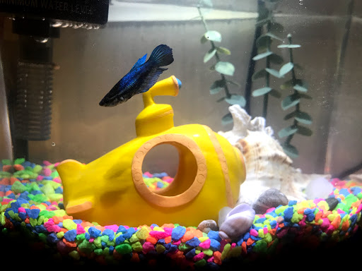 Pet Supply Store «PetSmart», reviews and photos, 17651 Colima Rd, City of Industry, CA 91748, USA