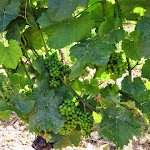 Photo n°2 de l'avis de sylvia. fait le 22/07/2021 à 21:39 sur le  Hofgut Laubenheimer Höhe à Mainz