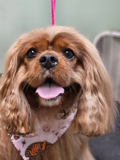 Pet Groomer «Doggie Style Bowtique», reviews and photos, 1713 Westport Rd, Kansas City, MO 64111, USA