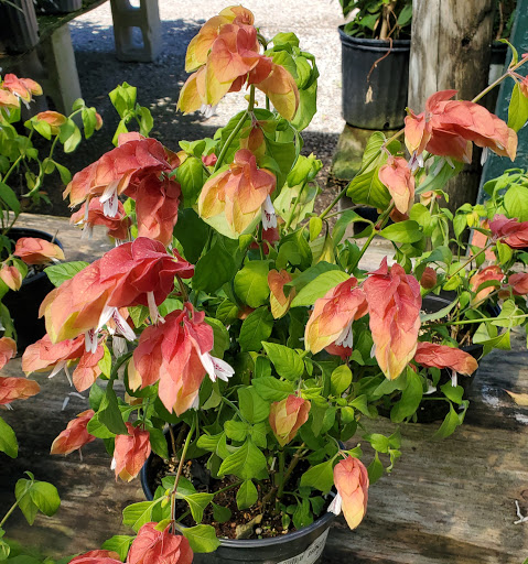 Plant Nursery «HOUSTON PLANTS & GARDEN WORLD», reviews and photos, 16726 North Fwy, Houston, TX 77090, USA