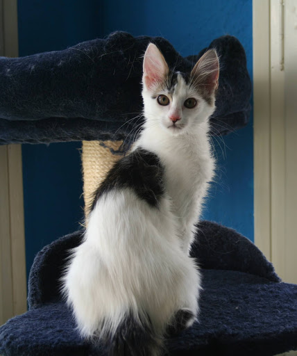 Agaba Centro Veterinario - Alcañiz