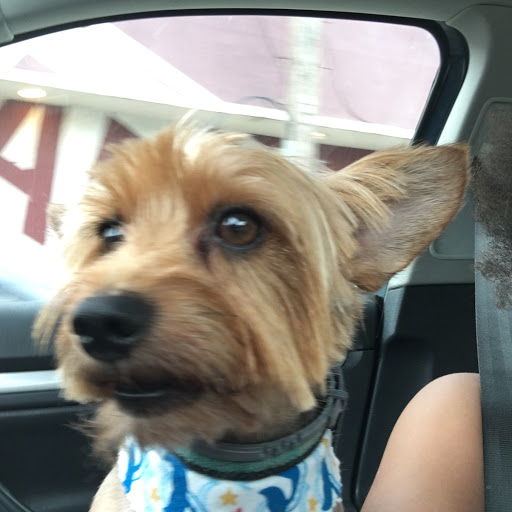 Pet Store «Oak Clips Pet Boutique & Grooming», reviews and photos, 502 N Edgefield Ave, Dallas, TX 75208, USA