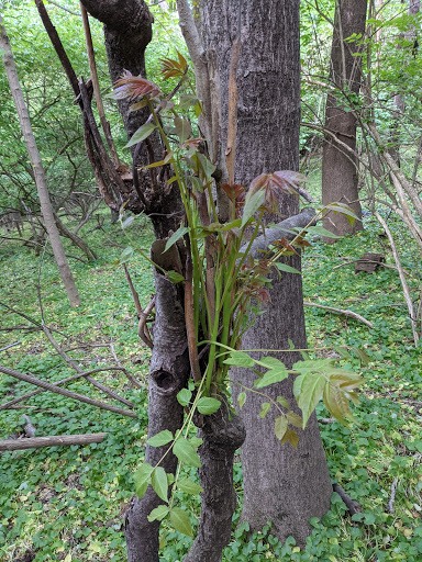 Observatory «Cincinnati Observatory Center», reviews and photos, 3489 Observatory Pl, Cincinnati, OH 45208, USA