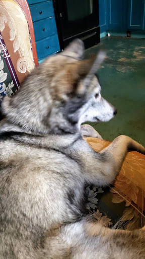 Pet Supply Store «Petco Animal Supplies», reviews and photos, 4665 Garth Rd #400, Baytown, TX 77521, USA