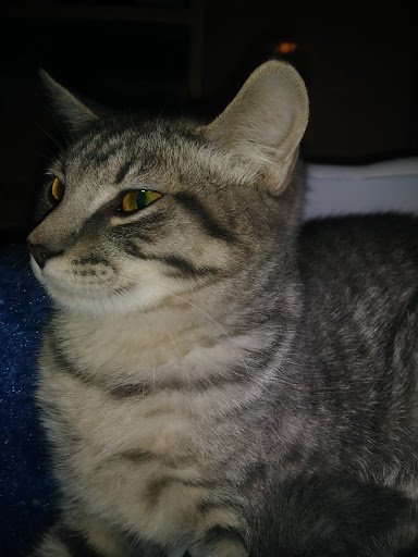 Pet Supply Store «PetSmart», reviews and photos, 625 W Crossville Rd, Roswell, GA 30075, USA