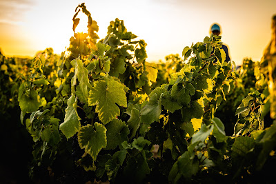 Domaine du Petit Pérou - SAS Thevenet & Fils à Villié-Morgon